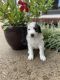 Bernedoodle Puppies for sale in Brighton, TN 38011, USA. price: NA