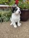 Bernedoodle Puppies for sale in Brighton, TN 38011, USA. price: $2,000