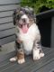 Bernedoodle Puppies for sale in Bargersville, IN, USA. price: NA