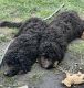 Bernedoodle Puppies for sale in Campbell, OH, USA. price: NA