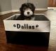 Bernedoodle Puppies for sale in Summerlin, Las Vegas, NV, USA. price: $2,000