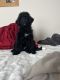 Bernedoodle Puppies for sale in Murfreesboro, TN, USA. price: $3,000