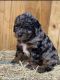 Bernedoodle Puppies for sale in Creola, OH 45622, USA. price: $800