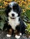 Bernedoodle Puppies for sale in Westchester County, NY, USA. price: $1,000
