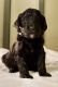 Bernedoodle Puppies for sale in Grand Rapids, MI, USA. price: $800