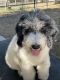 Bernedoodle Puppies for sale in Temecula, CA, USA. price: $2,500