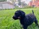 Bernedoodle Puppies for sale in Redford Charter Twp, MI, USA. price: $1,000