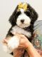 Bernedoodle Puppies for sale in St Charles, IA 50240, USA. price: $1,600