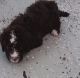 Bernedoodle Puppies for sale in Bedford Heights, OH, USA. price: $1,000