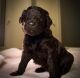 Bernedoodle Puppies for sale in Lowell, MI 49331, USA. price: $80