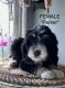 Bernedoodle Puppies for sale in Northwest Township, AR, USA. price: NA