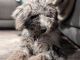 Bernedoodle Puppies for sale in Troy, MI 48085, USA. price: $900
