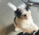 Bernedoodle Puppies for sale in Dobson, NC 27017, USA. price: $500