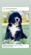 Bernedoodle Puppies for sale in Knoxville, TN, USA. price: $1,500