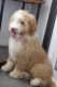 Bernedoodle Puppies for sale in Gilbert, AZ, USA. price: $400