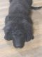 Bernedoodle Puppies for sale in Paonia, CO 81428, USA. price: $1,200