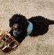 Bernedoodle Puppies for sale in Greenville, SC, USA. price: $300