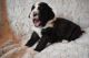 Bernedoodle Puppies for sale in St Paul, MN 55111, USA. price: $2,800