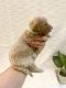 Bernedoodle Puppies for sale in Sacramento, CA, USA. price: $2,500