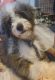 Bernedoodle Puppies for sale in Toano, VA 23168, USA. price: $1,300