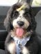 Bernedoodle Puppies for sale in Pensacola, FL, USA. price: $700