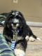 Bernedoodle Puppies for sale in Lancaster, OH 43130, USA. price: $400