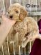 Bernedoodle Puppies for sale in Sacramento, CA, USA. price: $2,500