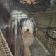 Bernedoodle Puppies for sale in Rathbun, IA 52544, USA. price: $100