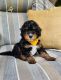 Bernedoodle Puppies for sale in Millersburg, IN 46543, USA. price: $900
