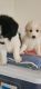 Bernedoodle Puppies for sale in Indianapolis, IN, USA. price: NA