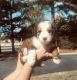 Bernedoodle Puppies for sale in Virginia Beach, VA 23462, USA. price: $2,250