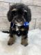 Bernedoodle Puppies for sale in Richmond, IL 60071, USA. price: $1,650