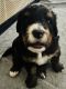 Bernedoodle Puppies for sale in Montgomery, TX, USA. price: $2,000