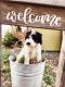 Bernedoodle Puppies for sale in Boise, ID, USA. price: $1,500