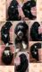 Bernedoodle Puppies for sale in Memphis, TN, USA. price: $2,500