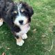 Bernedoodle Puppies for sale in Zumbrota, MN 55992, USA. price: $450