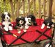 Bernedoodle Puppies for sale in Montgomery County, MD, USA. price: $1,500