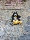 Bernedoodle Puppies for sale in Versailles, KY 40383, USA. price: $1,200