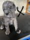 Bernedoodle Puppies for sale in Herington, KS 67449, USA. price: $800