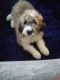 Bernedoodle Puppies for sale in Hampton, VA, USA. price: $1,000