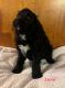 Bernedoodle Puppies for sale in Emlenton, PA 16373, USA. price: $800