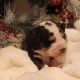 Bernedoodle Puppies for sale in Medford, OR, USA. price: $1,800