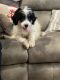 Bernedoodle Puppies for sale in Chatsworth, GA 30705, USA. price: $600