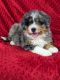 Bernedoodle Puppies for sale in Millersburg, OH 44654, USA. price: $2,495