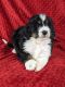 Bernedoodle Puppies for sale in Millersburg, OH 44654, USA. price: $1,895