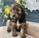 Bernedoodle Puppies for sale in New York City, New York. price: $550