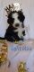 Bernedoodle Puppies for sale in Livingston, Texas. price: $2,250