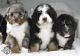 Bernedoodle Puppies for sale in Memphis, Tennessee. price: $500