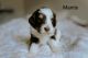 Bernedoodle Puppies for sale in Meridian, Idaho. price: $2,000