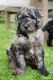 Bernedoodle Puppies for sale in Chula Vista, California. price: NA